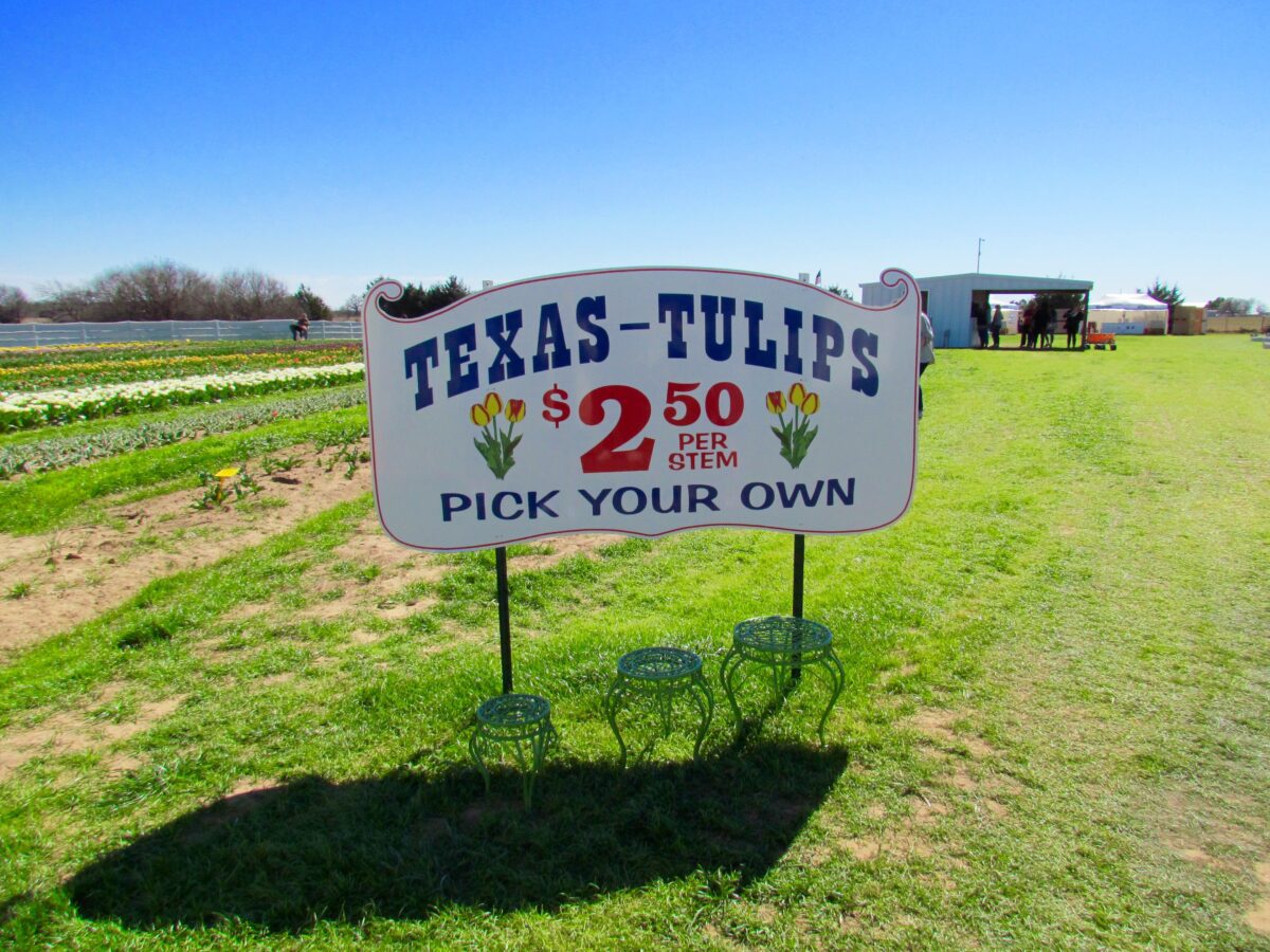 Welcome to Texas Tulips