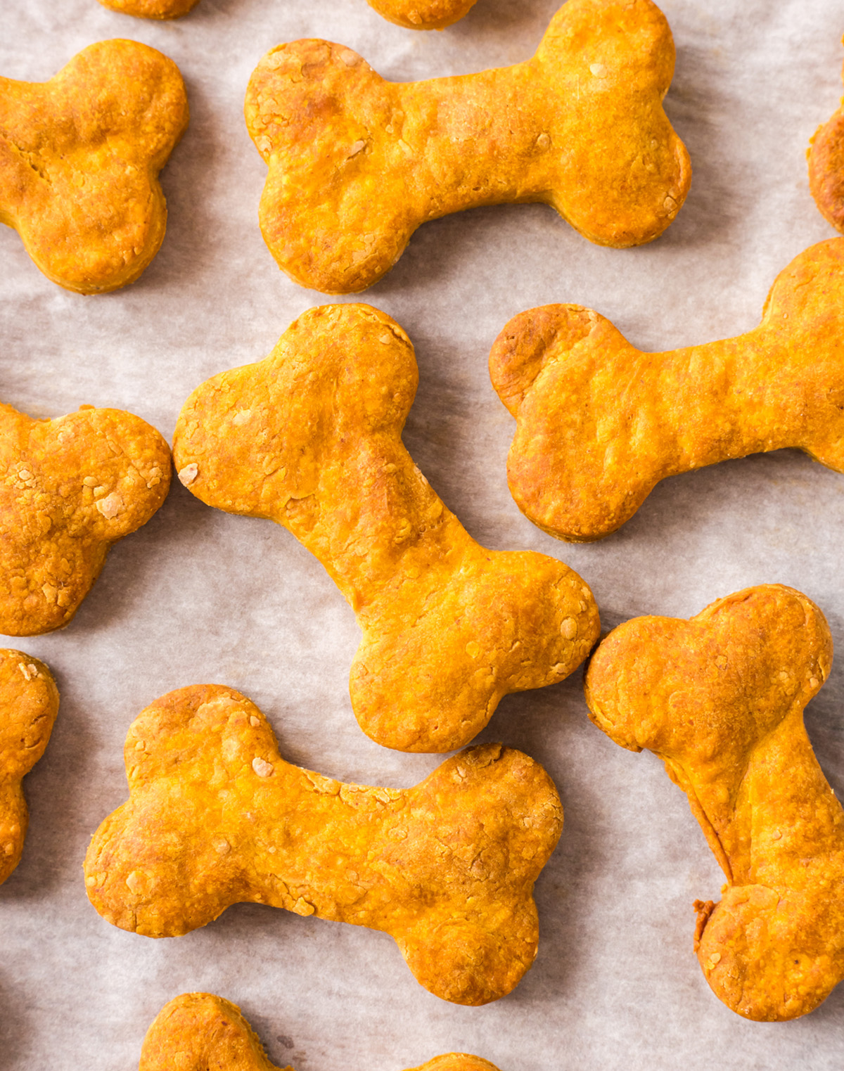 Close up of baked pumpkin peanut butter dog biscuits on parchment paper